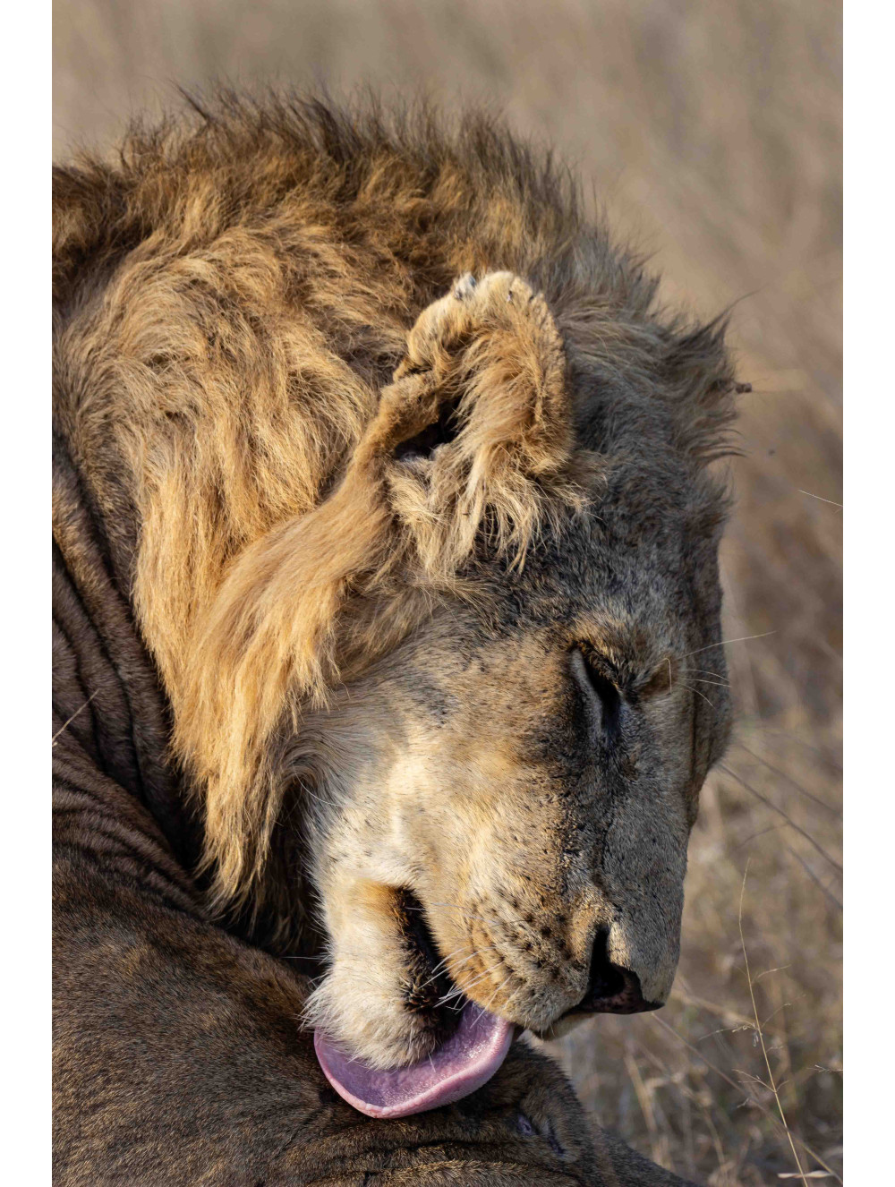 Lion