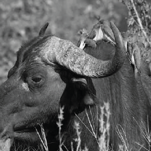 Wildlife photograph of buffalo oxpeckers in black and white