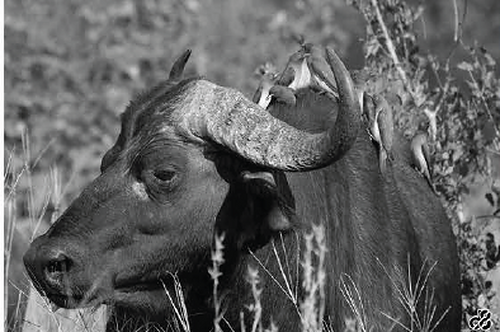 Wildlife photograph of buffalo oxpeckers in black and white