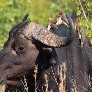 Wildlife photograph of buffalo oxpeckers in colour