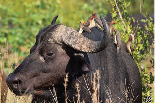 Wildlife photograph of buffalo oxpeckers in colour