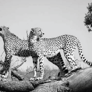 Wildlife photograph of cheetahs in black and white