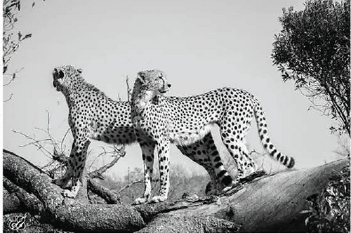 Wildlife photograph of cheetahs in black and white