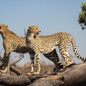 Wildlife photograph of cheetahs in colour