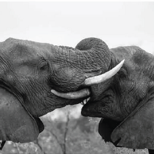 Wildlife photograph of elephants in black and white
