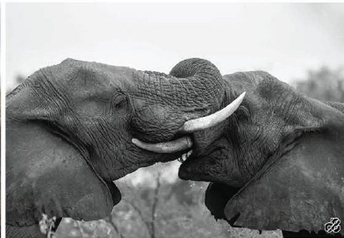 Wildlife photograph of elephants in black and white