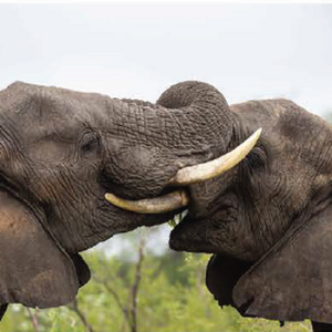 Wildlife photograph of elephants in colour