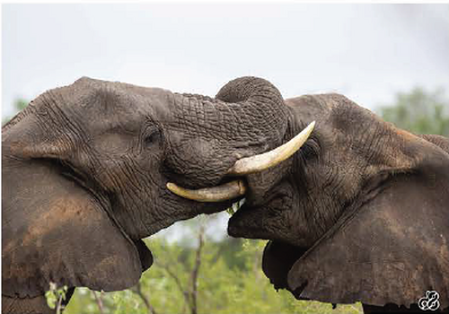 Wildlife photograph of elephants in colour