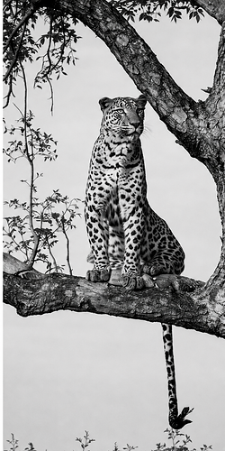 Wildlife photograph of leopard in black and white