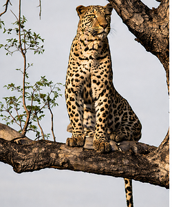 Wildlife photograph of leopard in colour