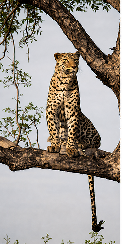 Wildlife photograph of leopard in colour