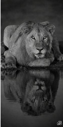 Wildlife photograph of lion in black and white