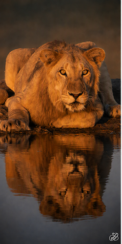 Wildlife photograph of lion in colour