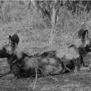 Wildlife photograph of wild dogs in black and white
