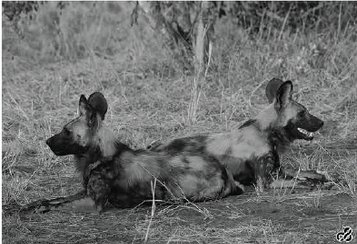 Wildlife photograph of wild dogs in black and white