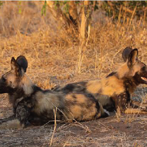 Wildlife photograph of wild dogs in colour
