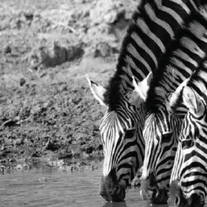 Wildlife photograph of zebras drinking in black and white