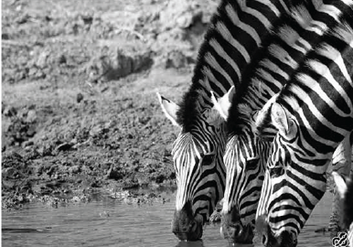 Wildlife photograph of zebras drinking in black and white