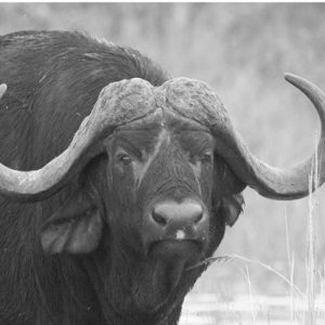 Cape buffalo wildlife photography