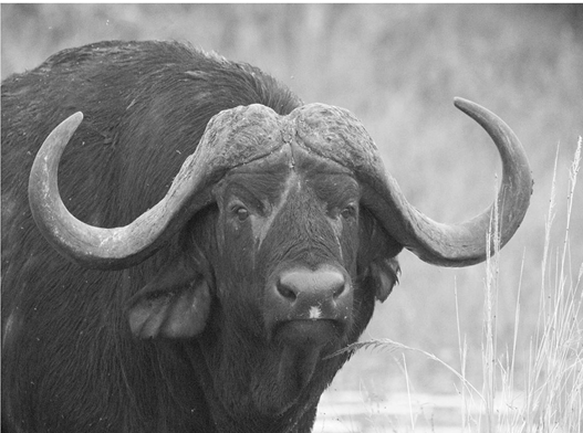 Cape buffalo wildlife photography