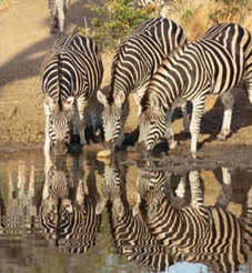 Zebras drinking at a waterhole wildlife photography