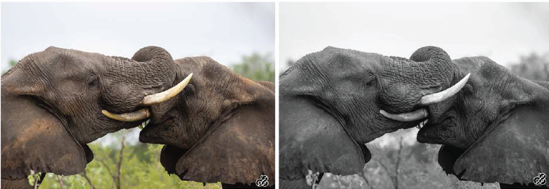 Elephants in colour and black and white wildlife photography